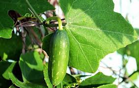 Image result for Coccinia