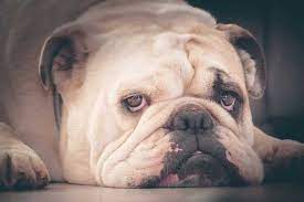 When a female bulldog reaches sexual maturity and how long is a bulldog pregnant? How Many Puppies Do English Bulldogs Have Average Litter Size
