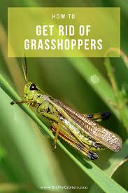 We did not find results for: How To Get Rid Of Grasshoppers Arxiusarquitectura