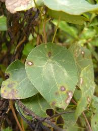 Image result for Stephania abyssinica