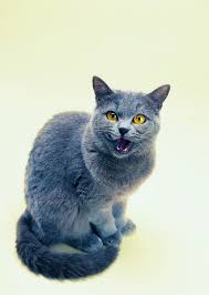 What Does It Mean When A Cat Trills Russian Blue Cat Blue Cats Cats