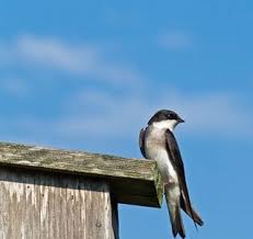 How To Get Rid Of Birds In My Carport Ehow Keep Birds Away Birds How To Attract Birds