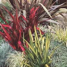 New Zealand Flax Hybrid Phormium Hybrid My Garden Life