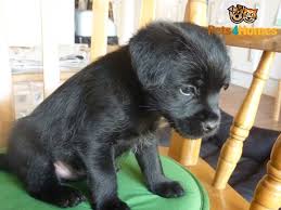Border terrier mug und mehr. Black 3 4 Border Terrier 1 4 Toy Poodle Sevenoaks Kent Pets4homes
