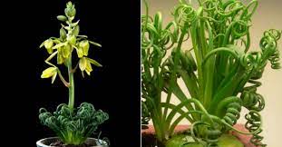 We did not find results for: Albuca Spiralis Frizzle Sizzle World Of Succulents