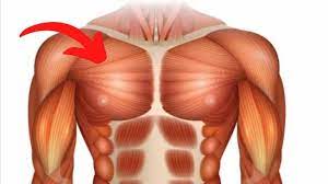 There are different types of muscle, and some are controlled automatically by the autonomic nervous system. Pectoral Exercise How To Build Up The Upper Pecs