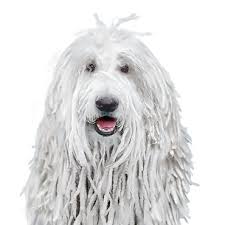 Image result for Komondor
