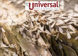 We specialize in termite inspections, bedbugs, rodents, ant & roach and more. Termites In Virginia