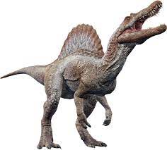 To be able to incubate yourself a spinosaurus in jurassic world evolution, you need to unlock 50% of its genome, which you'll do by extracting . Spinosaurus Jurassic World Evolution Wiki Fandom
