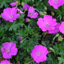 Image result for Geranium sanguineum Max Frei