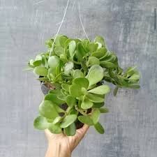 Manfaat menabung sejak dini agar sukses meraih mimpi. Bunga Gantung Dolar Shopee Indonesia