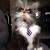 Maine Coon Werewolf Cat