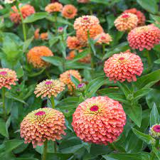 Maybe you would like to learn more about one of these? Zinnia Queeny Orange Lime Zinnia Elegans Seeds Select Seeds
