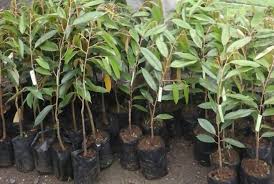 Anak pokok durian hybrid, musang king, 101, size lebih kurang 1kaki. S O P Penjagaan Pokok Durian Dalam Polybag My Info Berita
