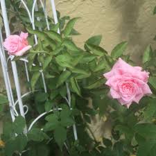 Robert bayse, mathematics professor at texas a&m and released in 1988, named after a friend's daughter. Belindas Dream Rose South Florida Rose