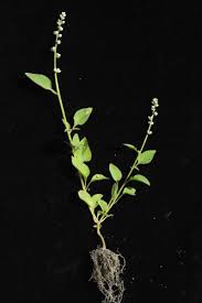 Image result for Celosia trigyna