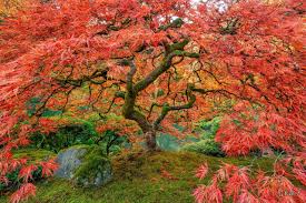 Peter Lik Alternative | The Aaron Reed Fine Art Experience | Fine Art  Prints By Aaron Reed