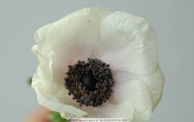 白头翁白头翁花花瓣植物花朵摄影 flowers brooch vegetables