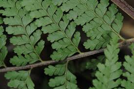 Image result for Microlepia