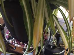 It is in fact more common to over water. My Magnificent Spider Plant Is Sick Yellowing Then Brown Leaves