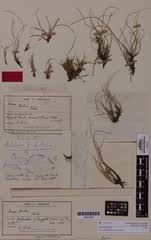 Image result for Pycreus fluminalis