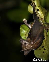 Andersen S Bare Backed Fruit Bat Kunst Skulpturen Skulpturen Tiere