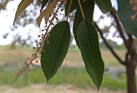 Image result for Croton megalocarpus