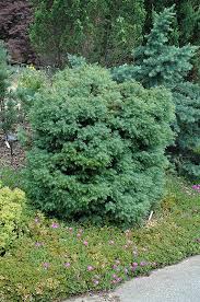 Image result for Cryptomeria japonica