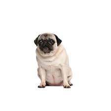 The breed has a fine, glossy coat that comes in a variety of colours, most often light brown. Furrylicious Pug Puppies Furrylicious