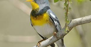 Identification Birds Of North Georgia Northern Parula Warbler Southeast Georgia In Our Yard Beautiful Birds Bird Life List Birds