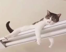 We heard odd voices by daylight and by night. How Can You Tell If Your Cat Is In Pain Scientists Have A New Grimace Scale That Might Help Abc News