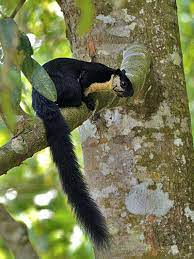 Maybe you would like to learn more about one of these? Black Giant Squirrel Ratufa Bicolor