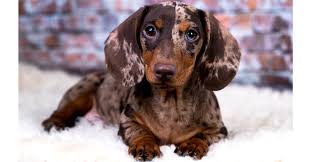Miniature dachshunds are very small, most weighing under 11 lbs and standing around 8 inches tall. Chocolate Dapple Long Haired Miniature Dachshund Off 72 Www Usushimd Com