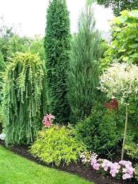 Awesome Conifer Garden Ideas Conifers Garden Backyard Landscaping Designs Evergreen Garden