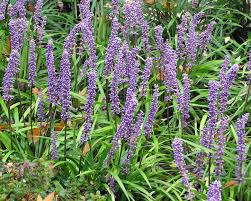 Lilyturf is a great choice for problem sites, such as the dry shade under a tree canopy. Planting And Caring For Lilyturf Liriope Mygarden Com