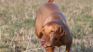 Image result for maďarský krátkosrstý ohař