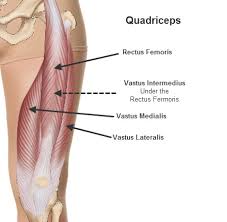 One more example is the large muscle group of the quadriceps, located on the front of the upper leg. 3cb Performance Tony Parker S Quad Tendon A Rough Road