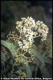 Image result for Harungana montana