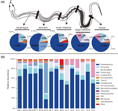 Should i use camelcase instead of snake_case? Characterizing The Microbiota In Gastrointestinal Tract Segments Of Rhabdophis Subminiatus Dynamic Changes And Functional Predictions Tang 2019 Microbiologyopen Wiley Online Library