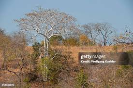 Image result for Sterculia quinqueloba