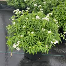 Image result for Galium