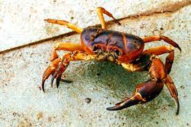 Do You Know What Crabs Eat Find Out Now Animal Sake