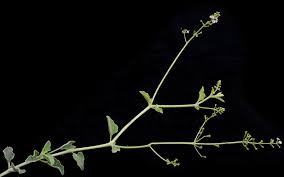 Image result for Commicarpus pilosus