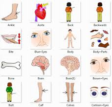 Your body is made up of hundreds of different parts. Parts Of Body Chart In English Human Anatomy