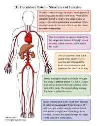 You can change the wording or create different questio. Circulatory System Unit Reading Diagrams Worksheets Advanced Downloadable Only