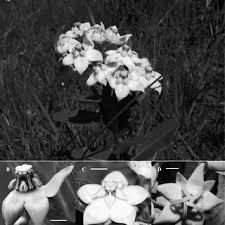 Image result for Stenostelma capense