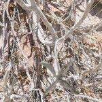 Image result for Ipomoea adenioides