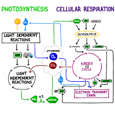 Comparison Of Photosynthesis And Respiration Processes Note