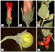 Image result for Hibiscus barbosae