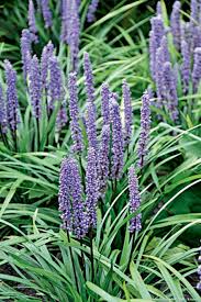 Liriope Muscari Fleurs D Arriere Saison Fleurs Jardin D Ombre Fleur Jardin